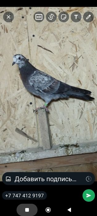 Молодые голуби бакинцы 2025