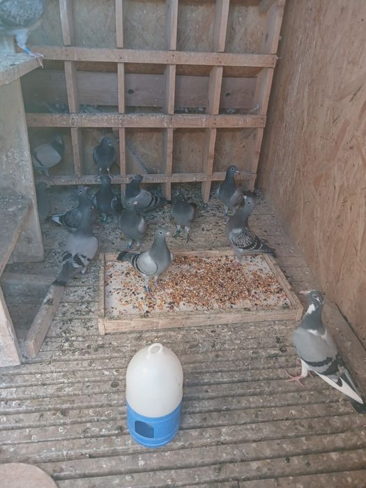 Rate lesesti ciocolatii și pui din matca