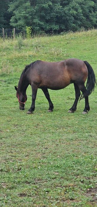 Iapa tanara și mânz de 4luni