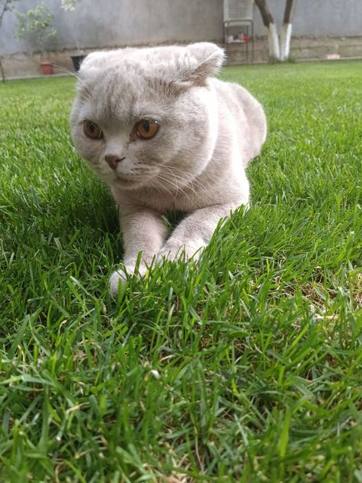 Kelishamiz. Skottish Fold