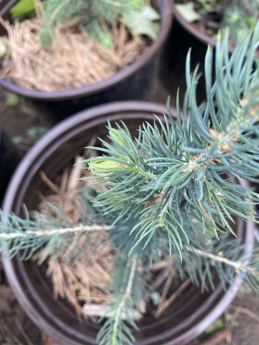 Продам сеянец - Ель голубая