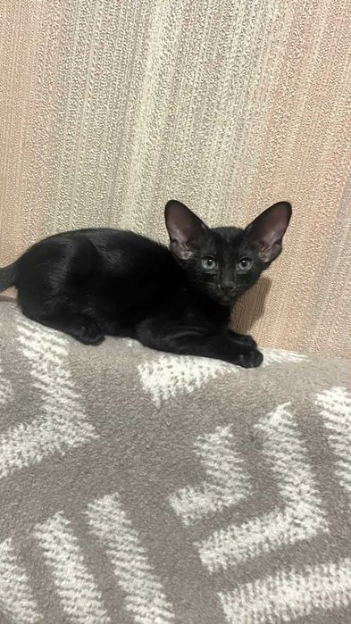 Ориентальные котята