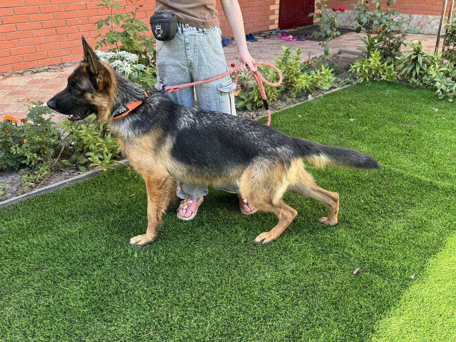 Щенки немецкой овчарки - бронирование