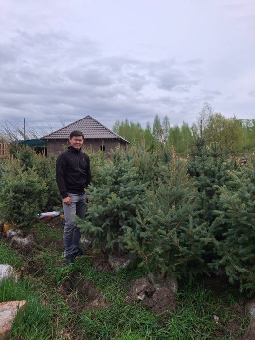 Голубые ели Блю Даймонд