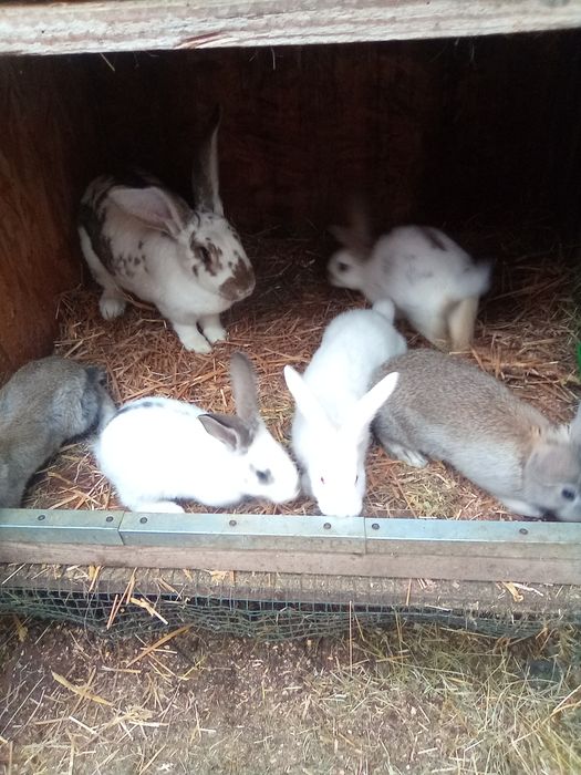 Vând Iepure (Doar Puii)