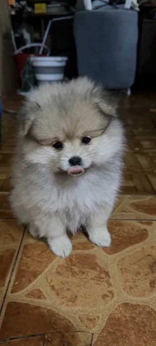 Памеранский шпиц