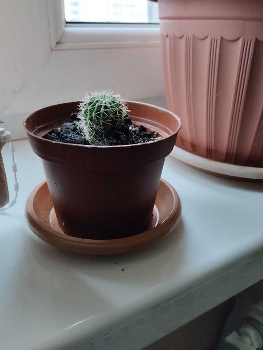 Детки кактуса в горшочке