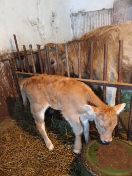 Теленок телочка.