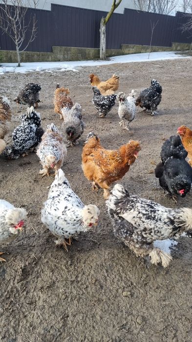 Ouă de moțate barboase încălțate