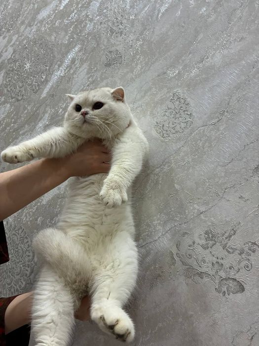 Вязка  кошак, мушук  чатиштириш