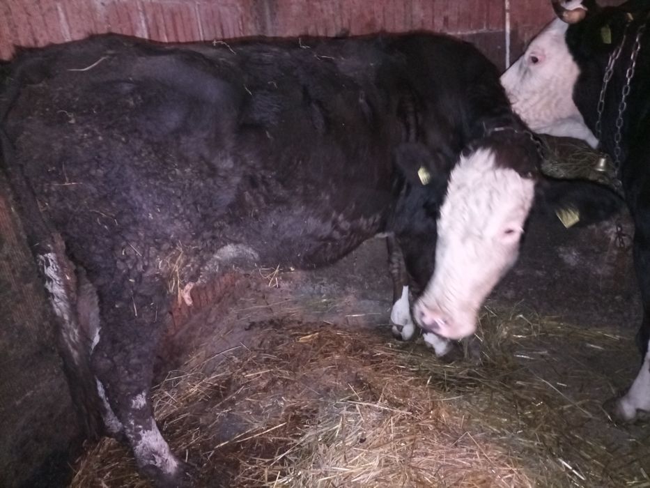 Vacă gestantă de lapte