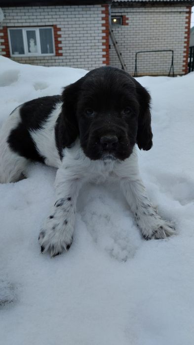 Продам щенка спаниель