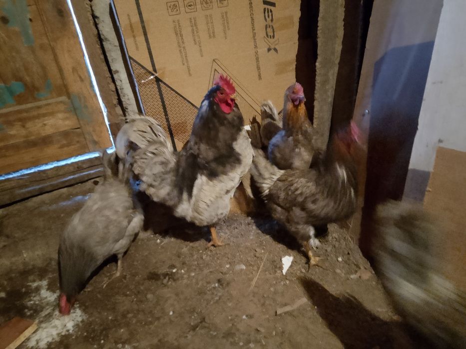 Продам домашних кур