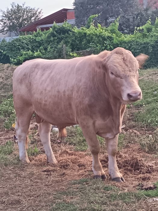 Vaca și Taure de vânzare un an jumate și un an și patru luni
