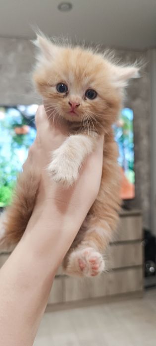 Отдам котенка в добрые руки