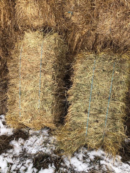 Baloți lucernă, semănătură și iarbă de coastă