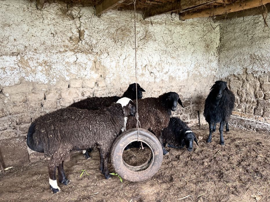 Xissori qo’ylar xonadonniki