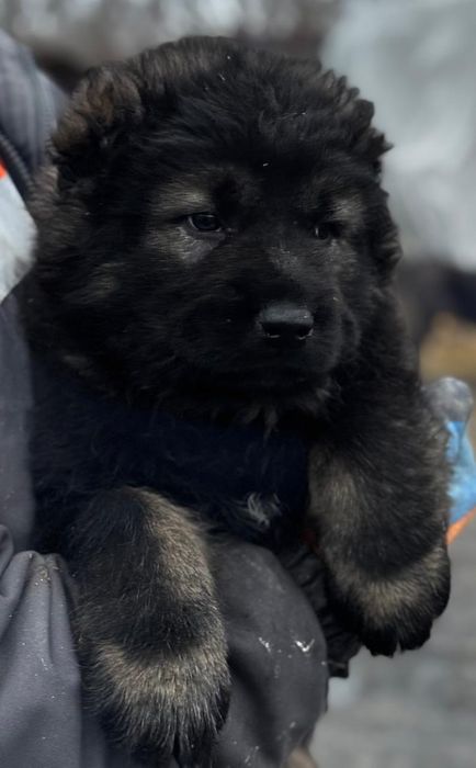 Продам щенков кавказской овчарки