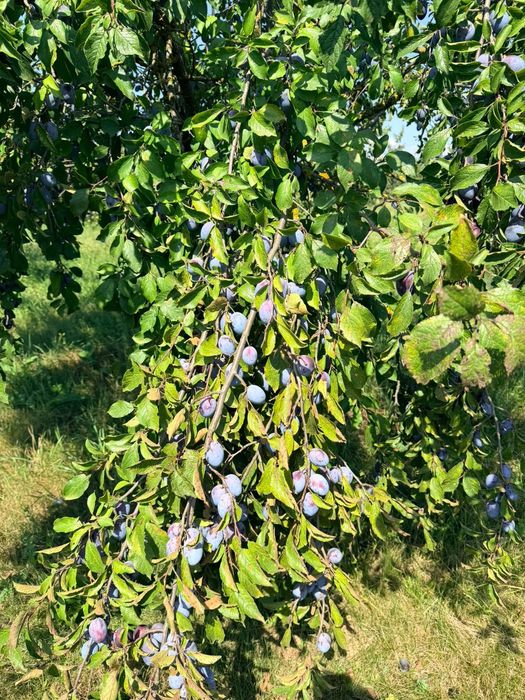 Prune de vanzare