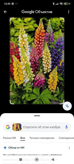 Многолетнии цветы