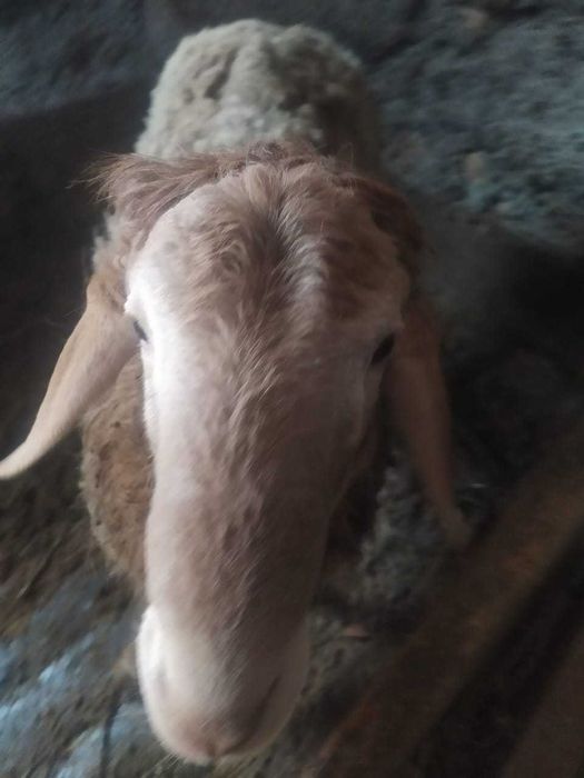 продаю баран срочно!