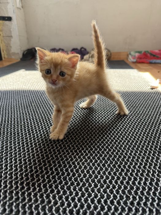 Котята британцы