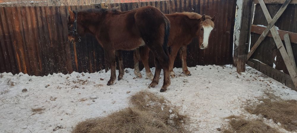 Тайға шыққан жабағы