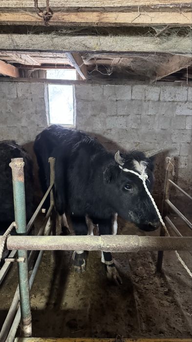 1 ші тума сиырлар сатылады