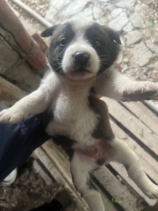 Отдам щенков в добрые руки( все девочки)