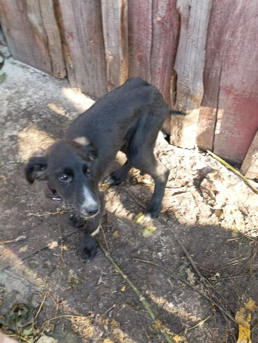 В добрые руки!!!