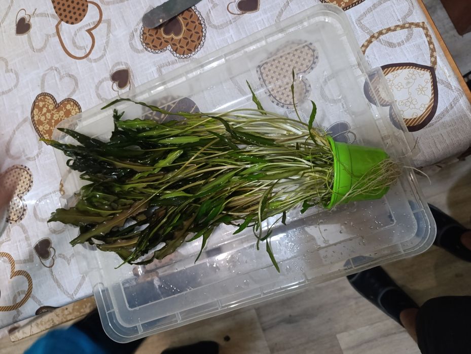 Расписание в аквариум