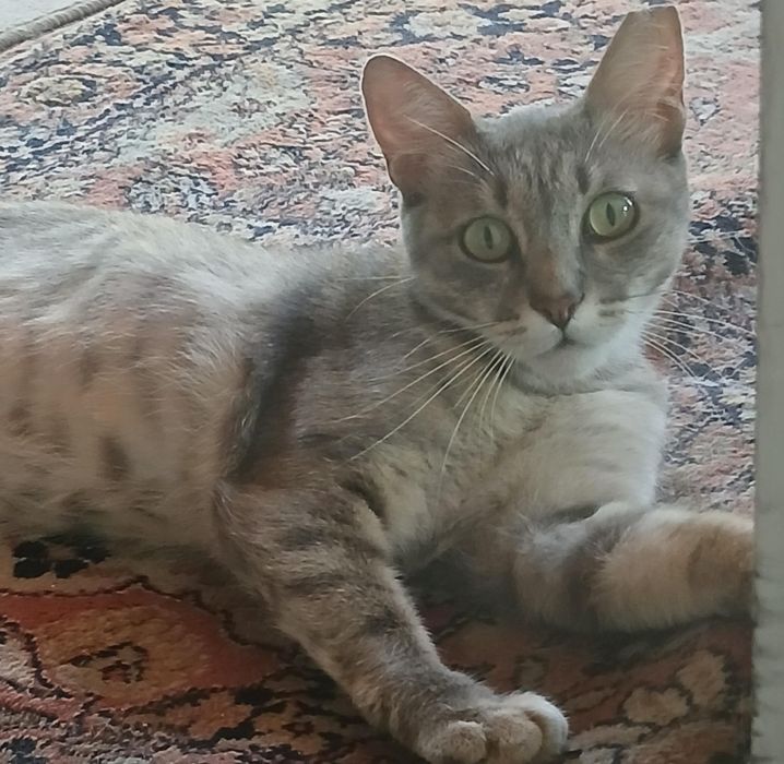 Подарявам котка - Синьо Таби, женска, кастрирана