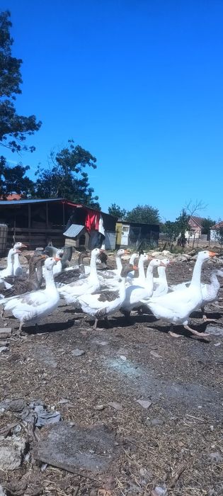 Vând rațe mute și gâște