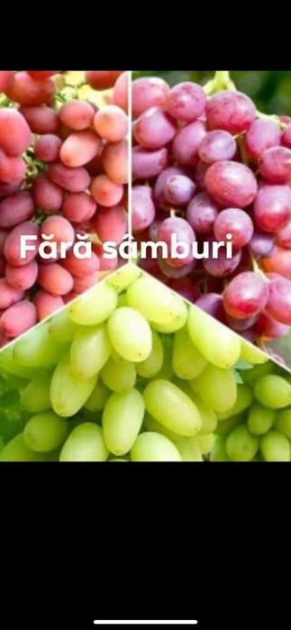 Viță de vie hibrid  și altoită