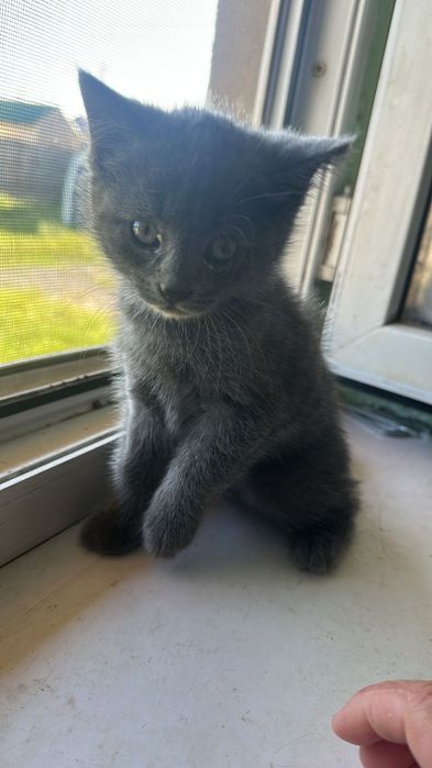 Красивые котята, 2 месяца дымчатый котенок девочка, и 1 мес. котята