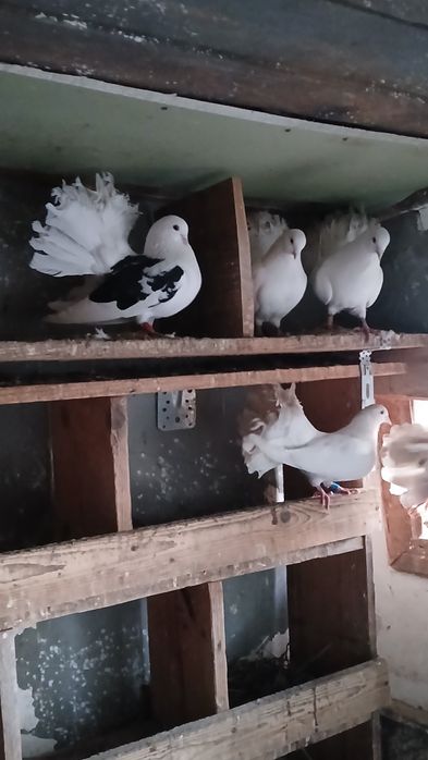 Porumbei curcani Voltati  de vanzare  sau la schimb pe diverse