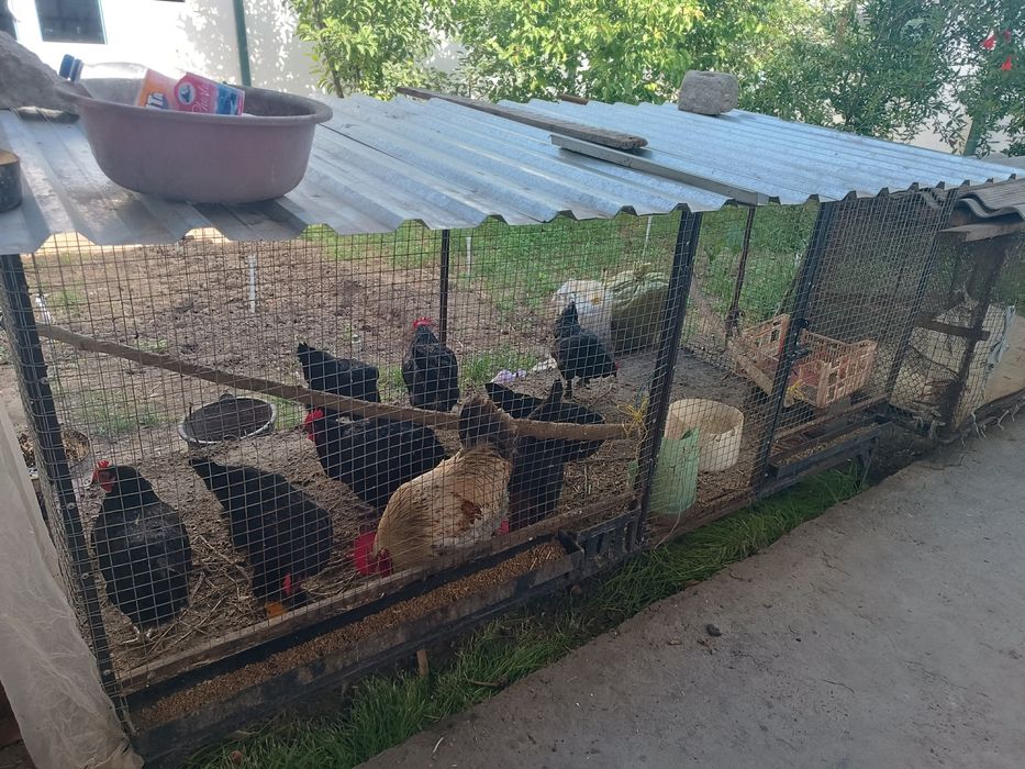 Кора товуклар хаммаси тухумга 8 та товук 1 та хуроз соглом