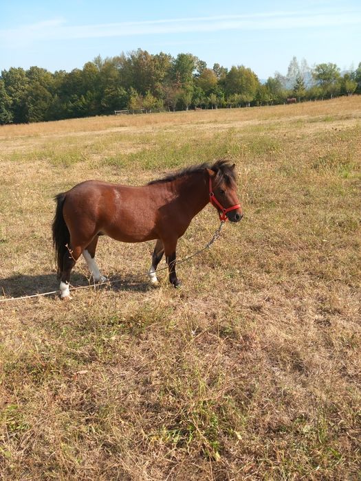 Ponei în vârstă de 3 ani