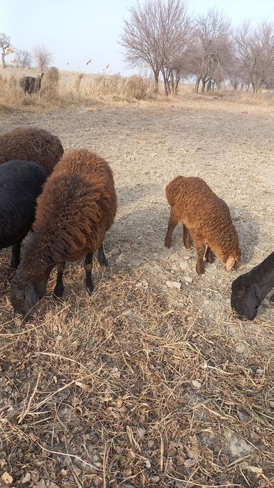 Она бола куйлар сотилади