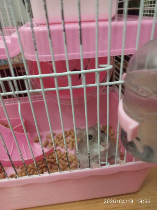 Хомяки джунгарики