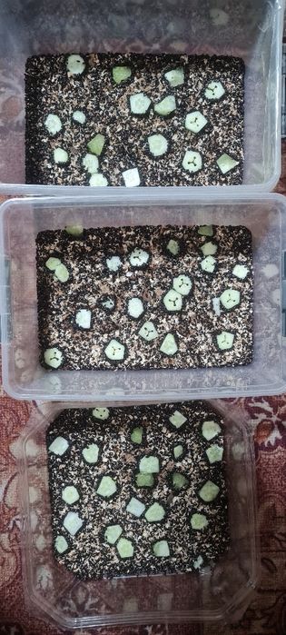 Жук знахарь. Чернотелка