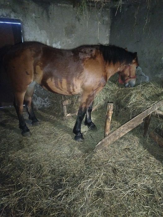 De vânzare mânză de-un an