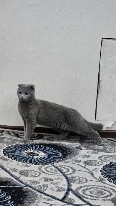 Soglom aqlli latok bladi