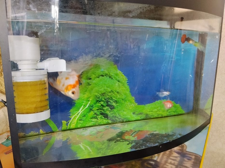 Аквариум 30л баликлари билан