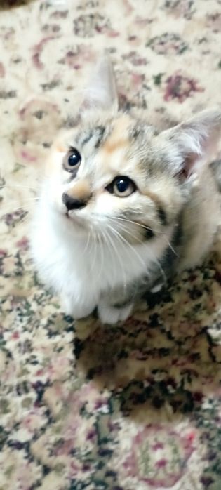 Пристраиваются котята в добрые руки