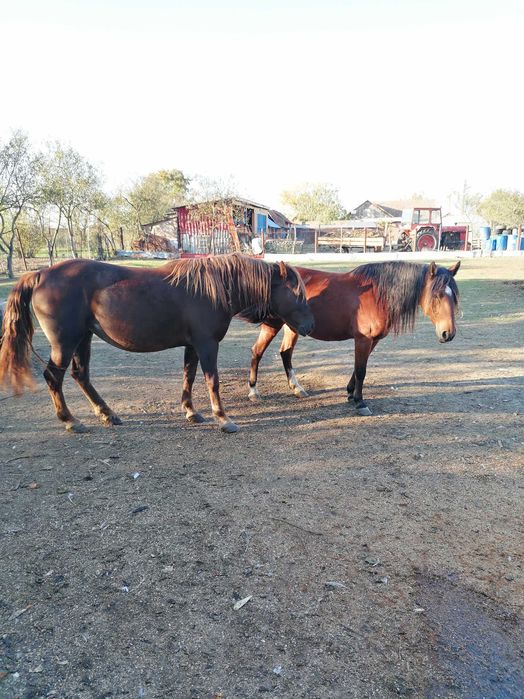 Doua iepe de vânzare