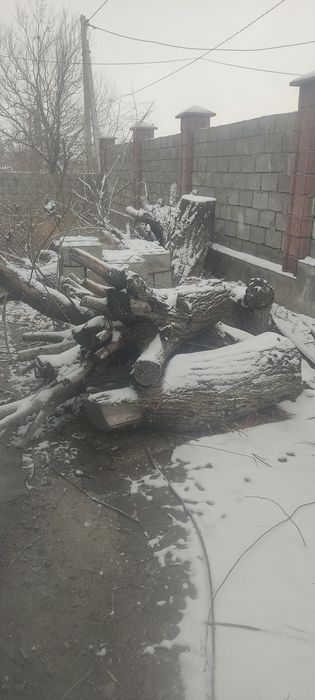 Кесілген ағаштар сатылады