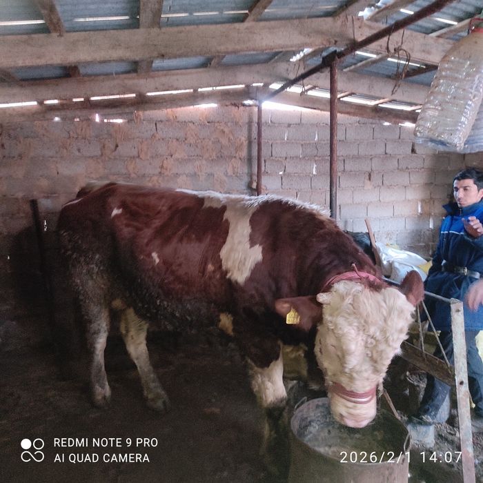 Simmental buqa sotiladi