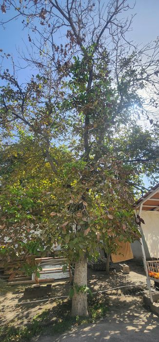 Ёнгок дарахти...