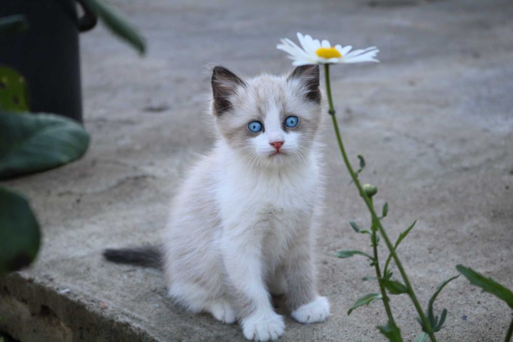 Котята бесплатно